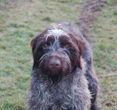 Wire-Haired Pointing Griffon Korthals