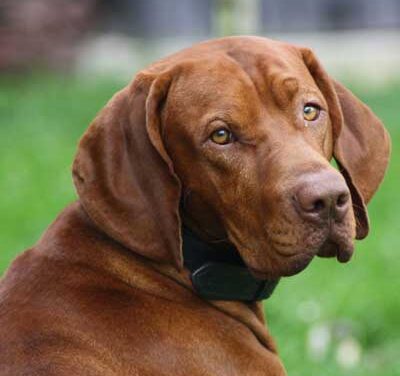 Hungarian Short-Haired Pointer (Vizsla)